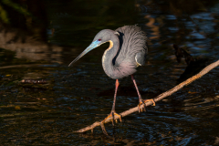 Early Morning Tricolor Heron - Donald Bock - SCVCC