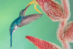 Green Hermit at Heliconia Flower - Marianne Diericks - WWPC