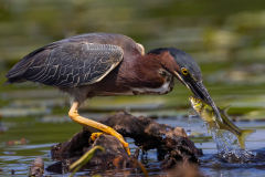Green Heron Fish - Brett McDonnell - SCVCC