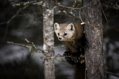 Hungry Pine Marten - Jill Bauer - TNCPC