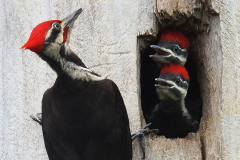 Mom's Home - Lawrence Syverud - TNCPC