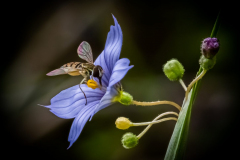 Pollinator on Prairie Blue-Eyed Grass - Don Specht - MNPC