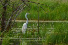 Pretty Bird - Gary Meyer - SCVCC