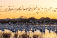 Sunrise Blastoff - Sandra Swanson - MNPC