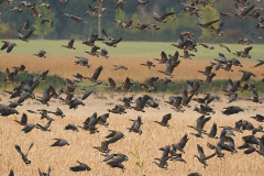 Cackling Geese - Michael Fuerst - SPCC