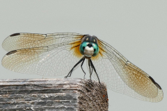 Dragonfly - Jane Stonich - FSSPCC