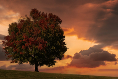 Evening Shade - Dack Nehring - NMPC