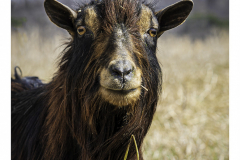 Got Hay - Tom Moehn - FSSPCC