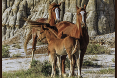 Nuclear Family - Ronnie Hartman - SPCC