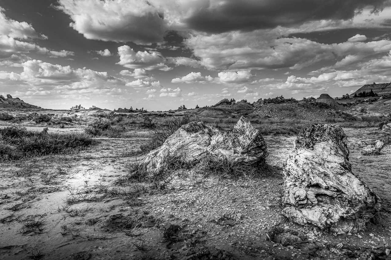 Honorable Mention - Petrified Forest - Marilyn Victor - WCPC