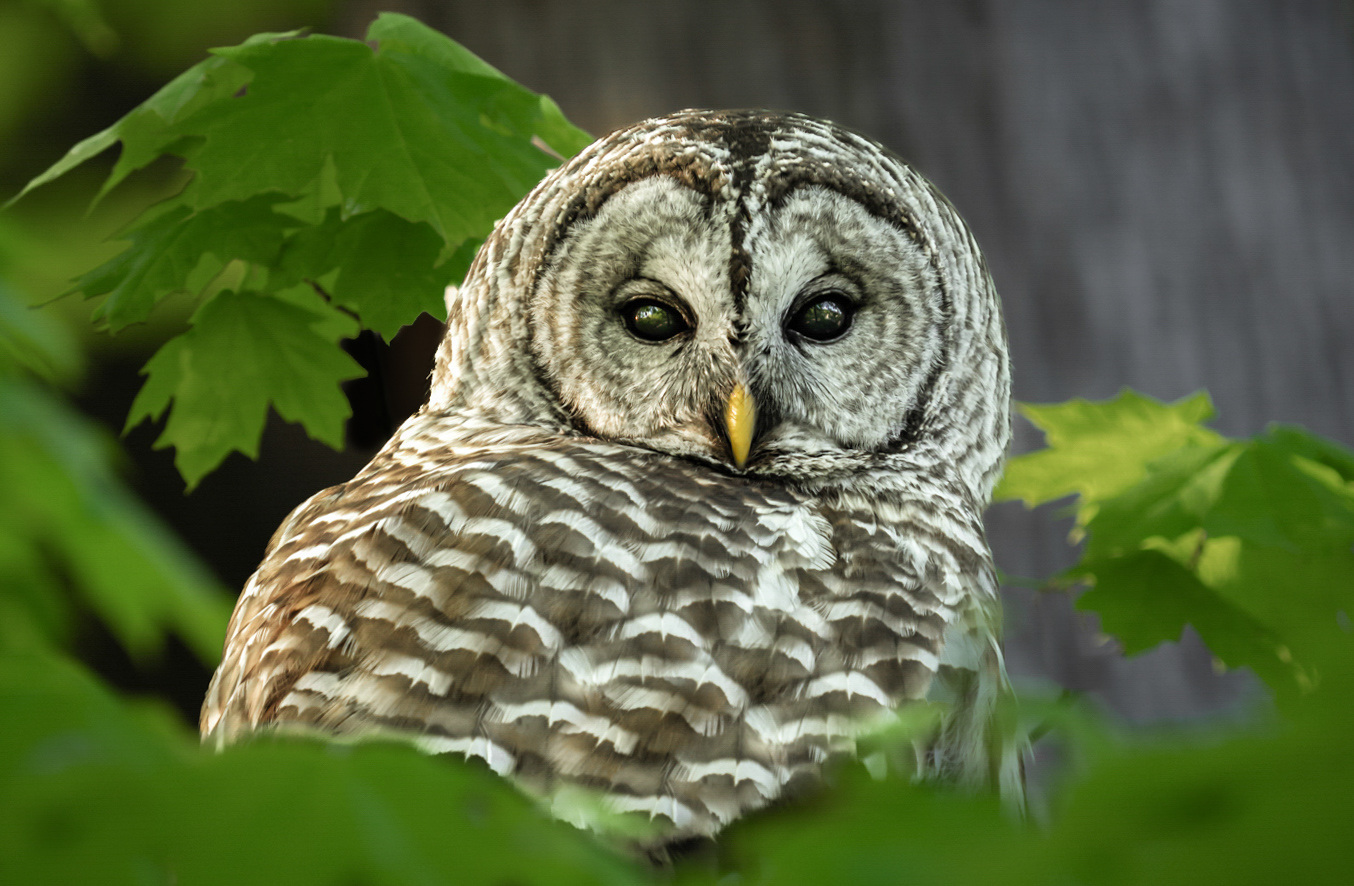 Barred Owl - Al Whitaker - MCC