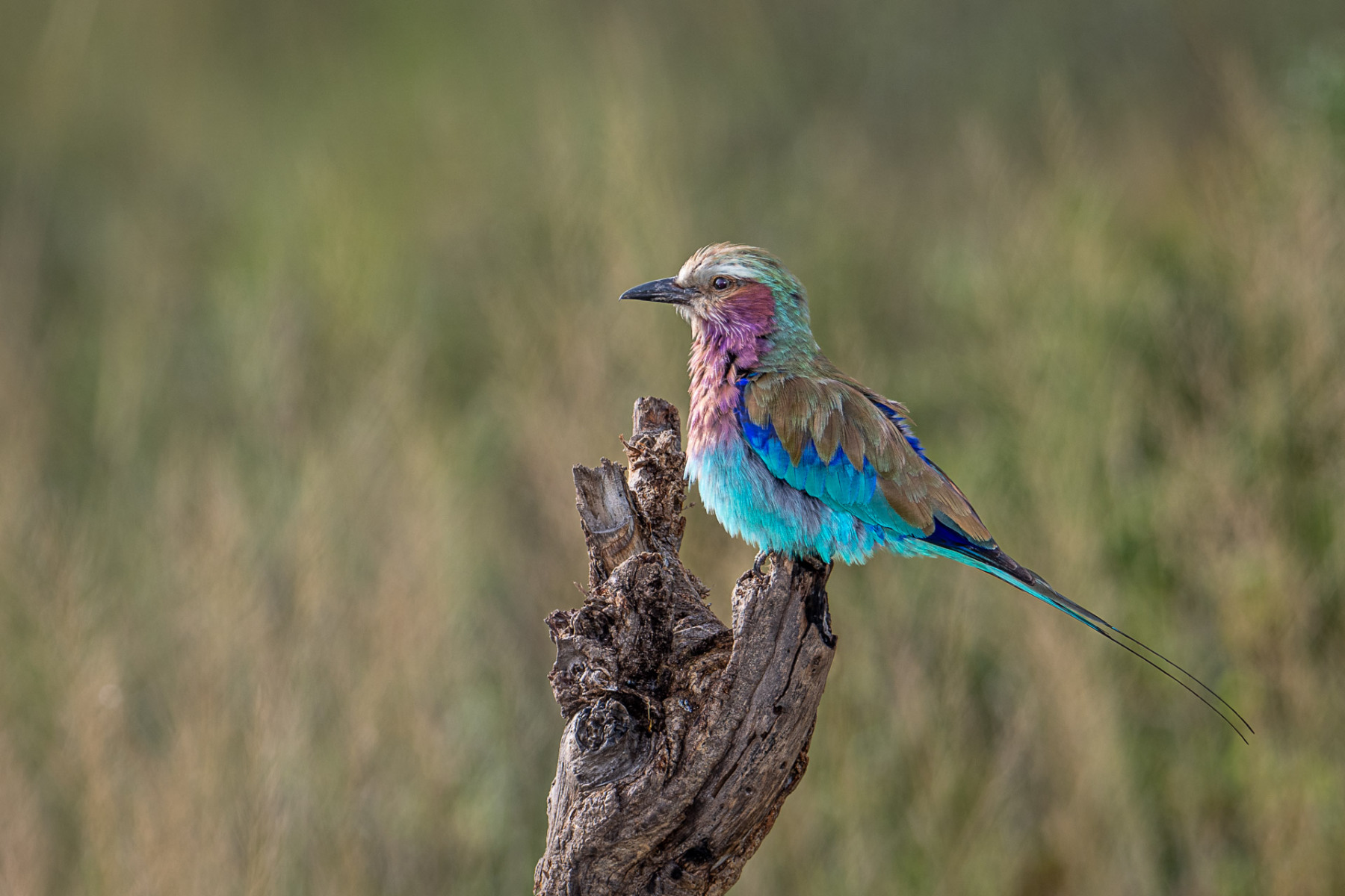 Lilac-Breasted Roller - Diane Herman - MNPC