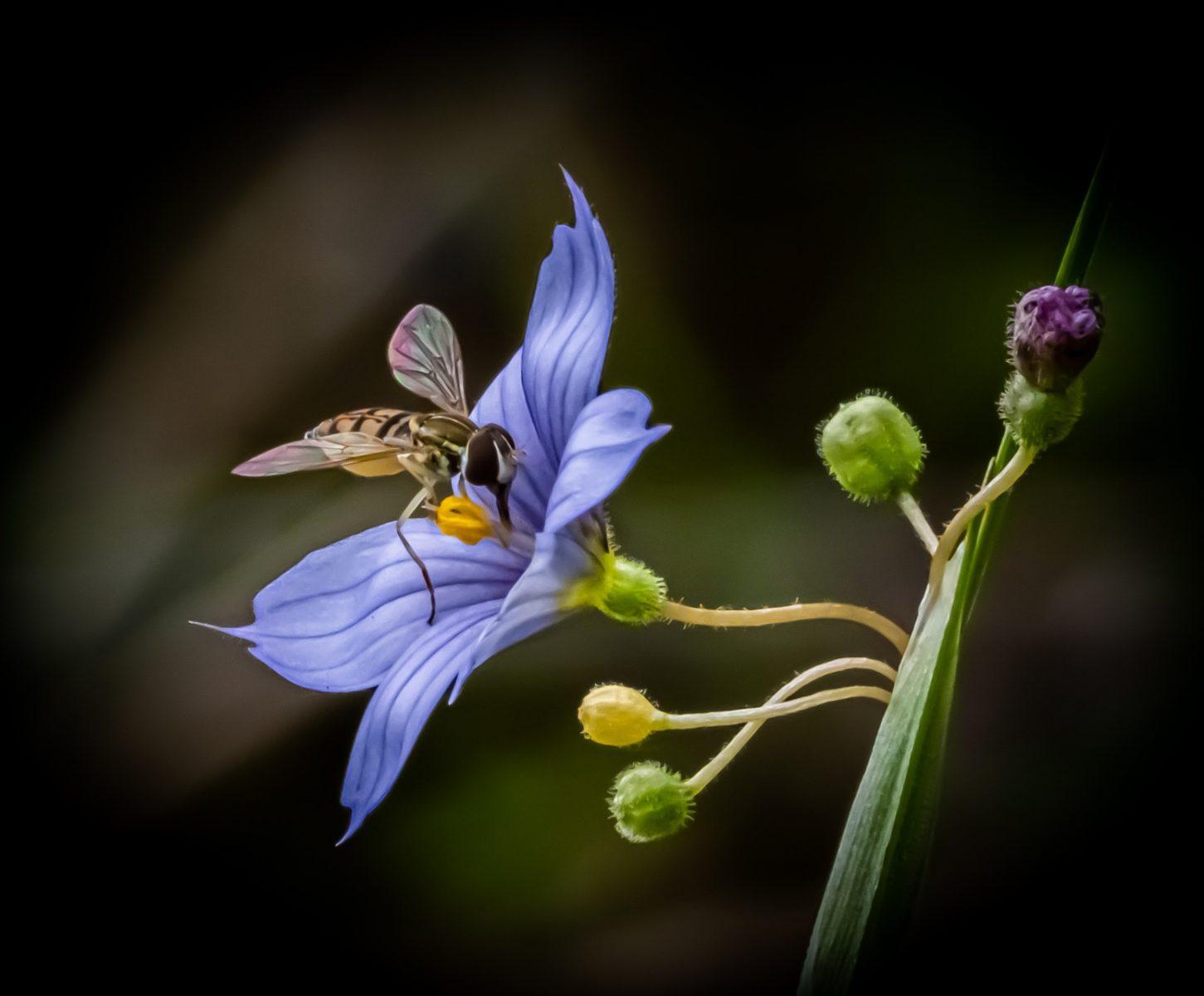 Pollinator on Prairie Blue-Eyed Grass - Don Specht - MNPC
