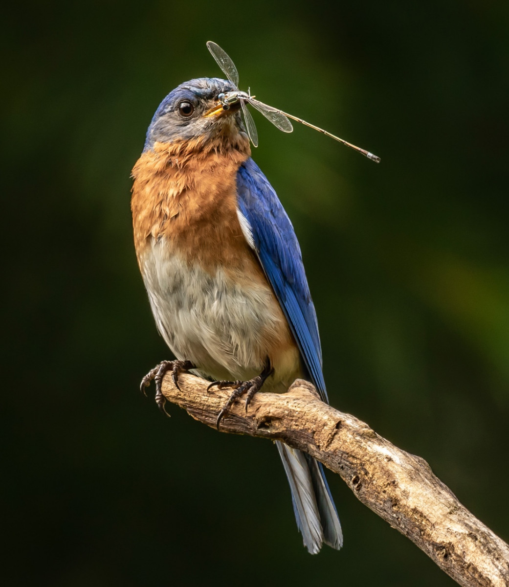 Runner-Up Image of the Year - Bluebird With Damselfly - Don Specht - MNPC
