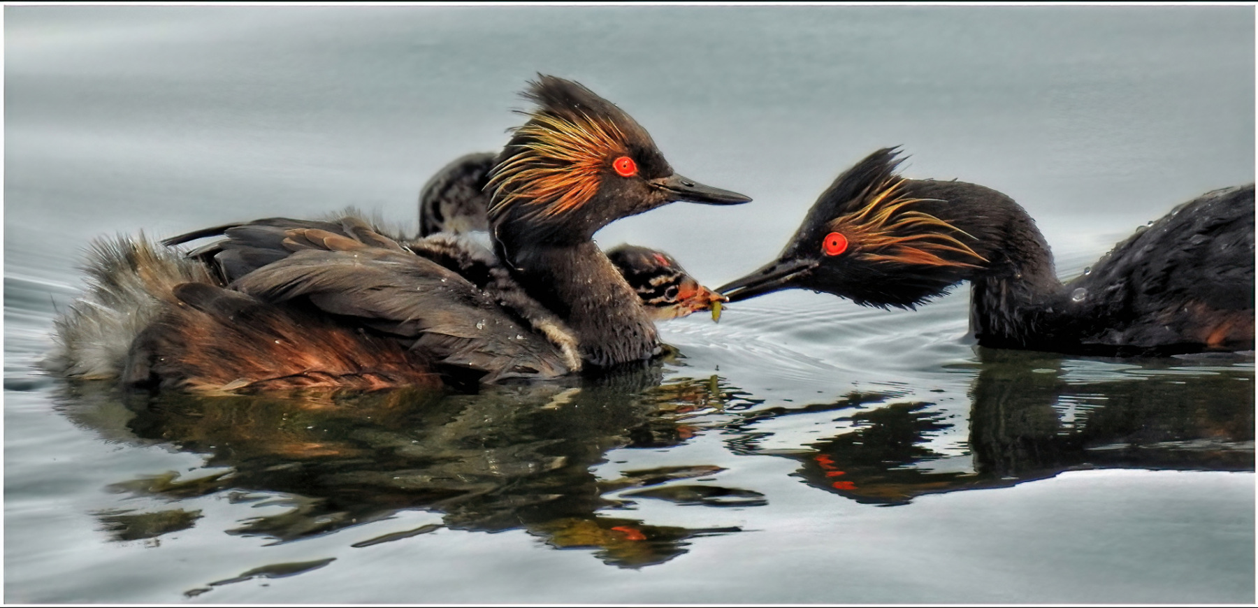Honorable Mention - Eared Grebe Family - Jenny Noecker - SPCC