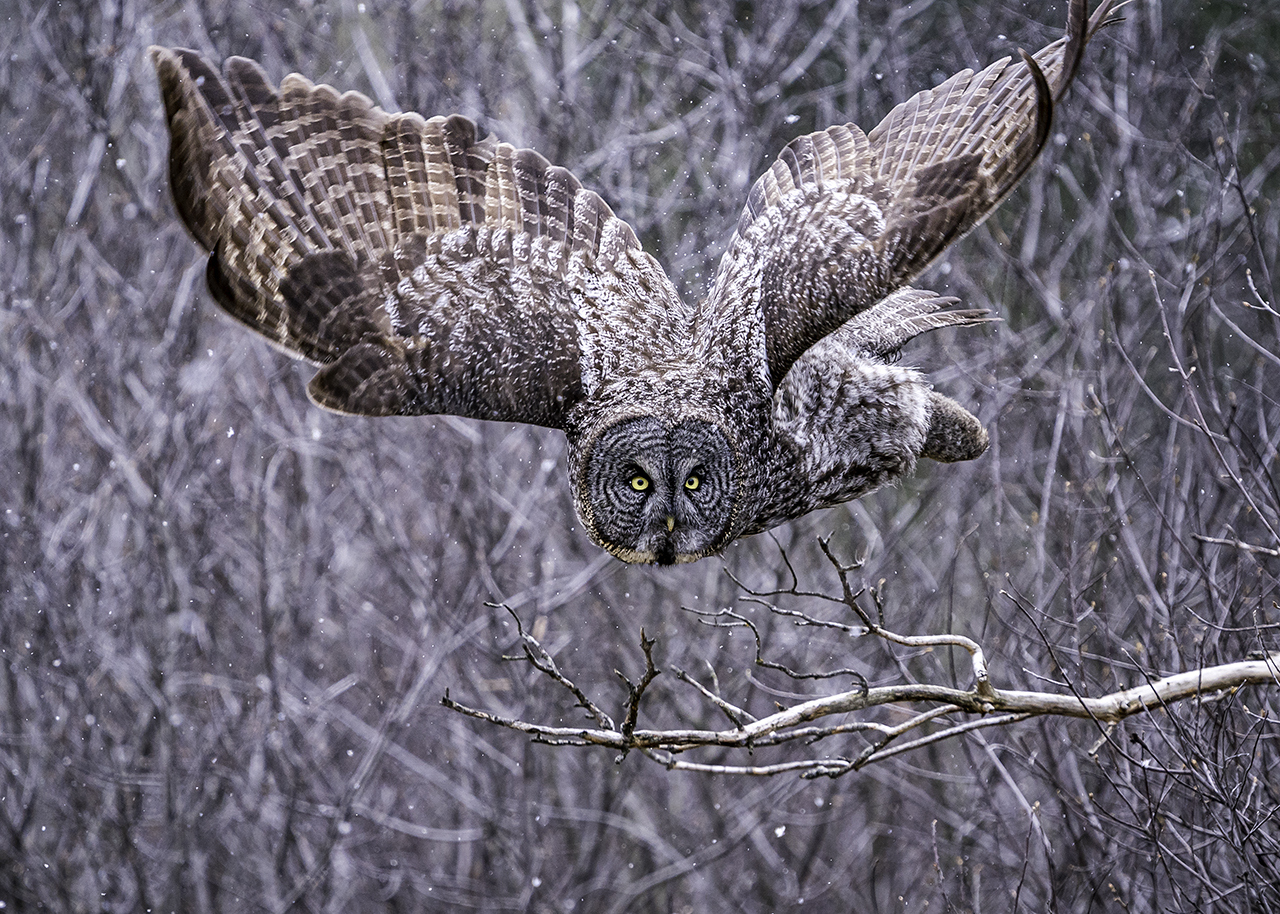 Honorable Mention - Great Grey Owl Hunting - Jill Bauer - TNCPC