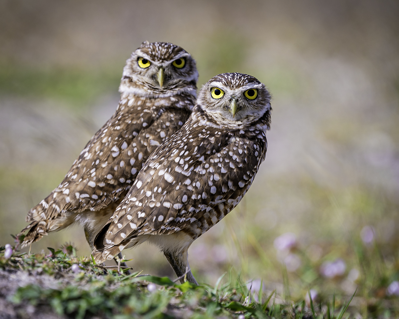 Angry and Surprised Burrowing Owls - Jill Bauer - TNCPC