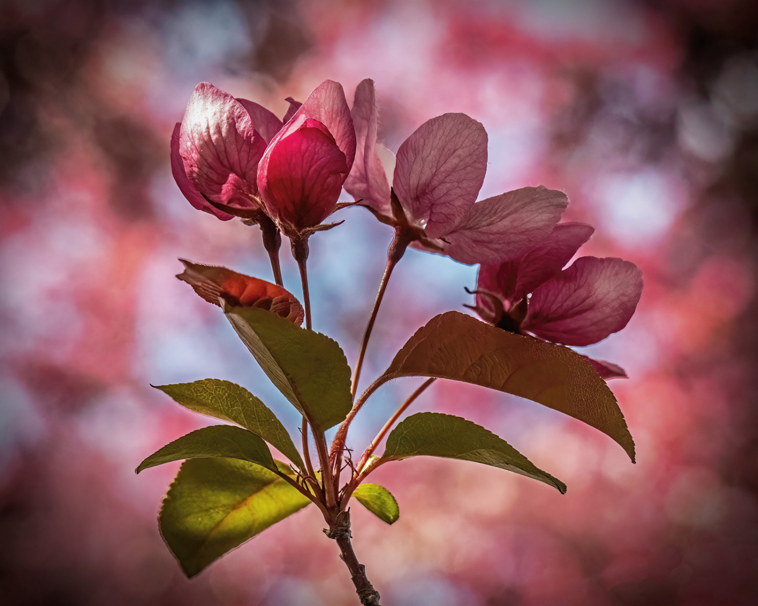 Crabapple Blossoms - Linda McKusick - SCVCC