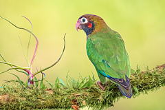 Brown Hooded Parrot - Melissa Anderson - WWPC