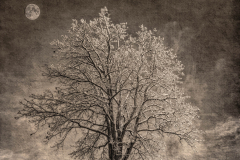 Oak with Snow Moon Distressed BW - Pat Boudreau - NMPC