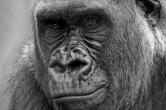 Primate Portrait No. 1 - Bill Shoemaker - MVPC
