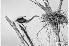 I Am Back - Bev Kiecker - MVPC