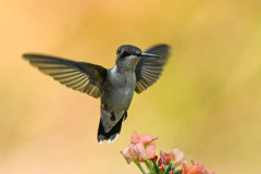 Juvenile Hummer In Flight - Roy Larson - MVPC
