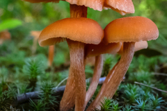 Fungi - Dennis Hoyne - NMPC