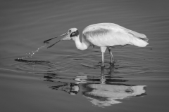 Big Bird, Small Catch - Melissa Anderson - WWPC