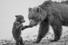 Award - A Tender Moment - Melissa Anderson - WWPC