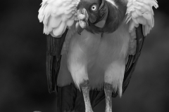 Runner-Up Image of the Year - King Vulture Stance 1 - Melissa Anderson - WWPC