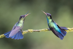 Fiery-Throated Hummingbird Discussion - Melissa Anderson - WWPC