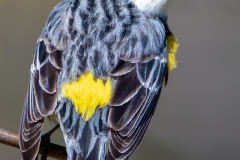 Myrtle Yellow-Rumped Warbler - Barry Mullin - SPCC
