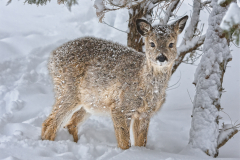 Buckette - Michael Greiner - FSSPCC