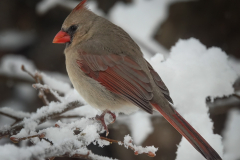 Female Cardinal in Winter - Craig Peterson - MVPC