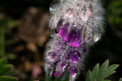Early Morning Pasque Flower - Marilyn Victor - WCPC
