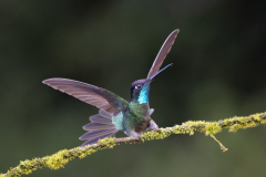 Lifting - Melissa Anderson - WWPC