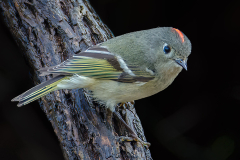 Ruby-Crowned Kinglet - Barry Mullin - SPCC
