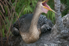 Honorable Mention - Anhinga in Tree - Craig Peterson - MNPC