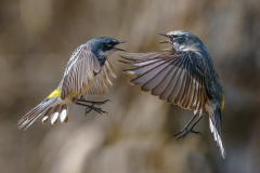Runner-Up Image of the Year - Dueling Warblers - Sandra Swanson - MNPC