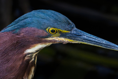Hoorable Mention - Green Heron - Barry Mullin - SPCC