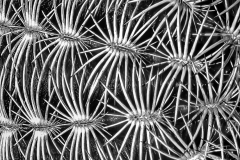 Yikes Spikes - Roberta  Mullin - TNCPC