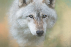 Honorable Mention - White Wolf - Marilyn Victor - Womens Photo-club