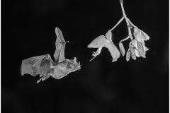 Award - Short Tailed Bat - Karl Fiegenschuh - Minnesota Nature Photography Club