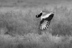 Honorable Mention - Northern Horhaand Takes Flight - Linda Rutherford - Women's Photo-club