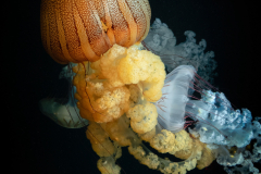 Honorable Mention - Jellyfish Collision - Craig Peterson - Minnesota Valley Photo Club