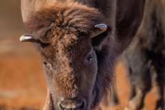 Honorable Mention El Jefe - Kenneth Epstein - St Paul Camera Club