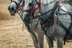 Honorable Mention - Wilbur Turn the Shower Off - Craig Peterson - Minnesota Valley Photo Club