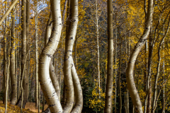 Dancing Aspens