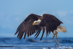 Bald Eagle Lifting Off